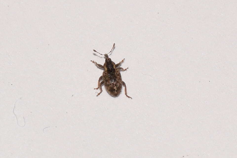 Hypera nigrirostris - pompás pikkelyesormányos