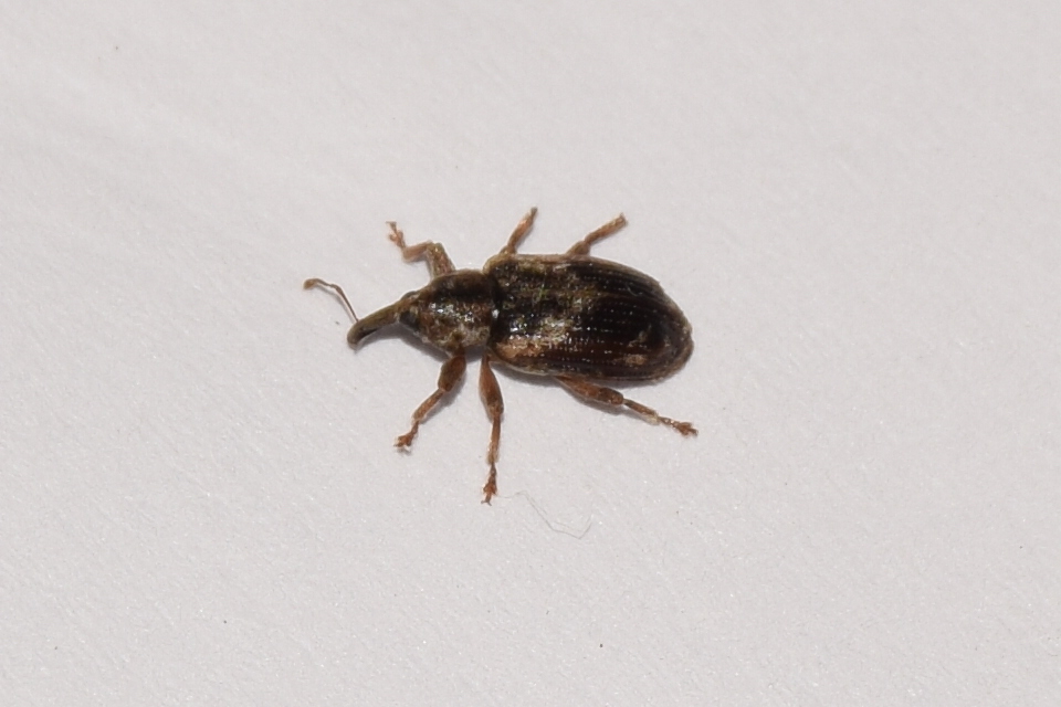 Dorytomus ictor - szegélyes hangormányos