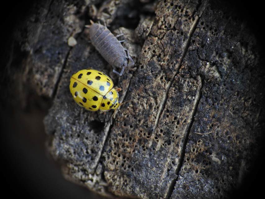Psyllobora vigintiduopunctata - huszonkétpettyes katica