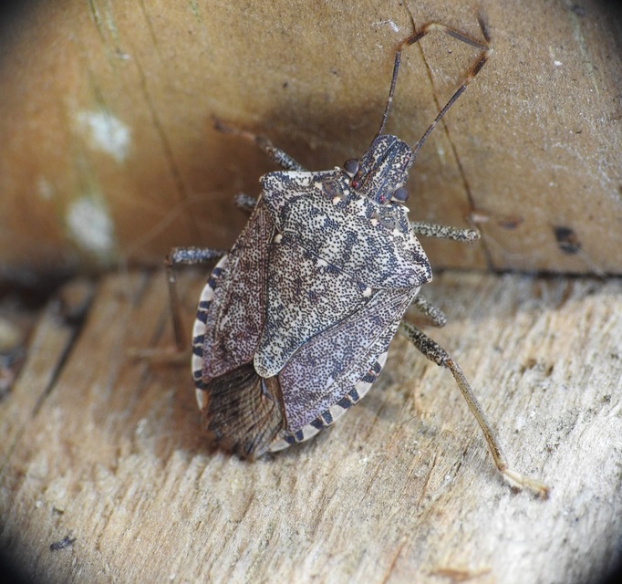Halyomorpha halys - ázsiai márványospoloska