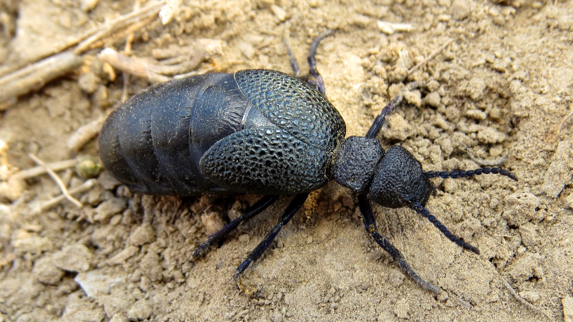 Meloe cicatricosus - óriásnünüke