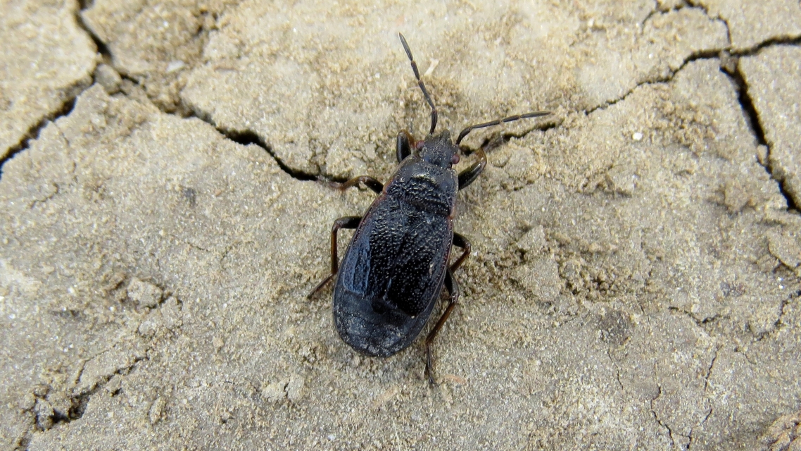 Pyrrhocoris marginatus - szegélyes bodobács