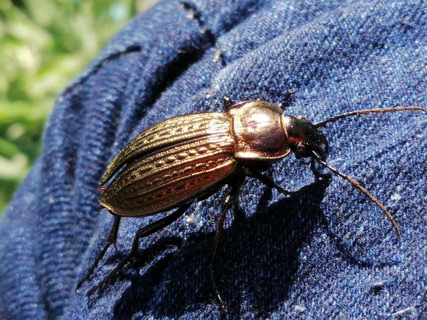 Carabus ulrichii - rezes futrinka