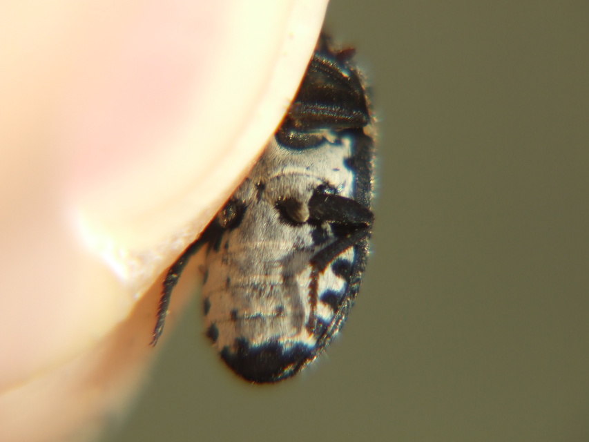 Dermestes laniarius - gyászos porva Dermestes laniarius - gyászos porva