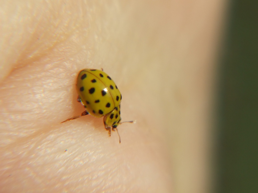 Psyllobora vigintiduopunctata - huszonkétpettyes katica