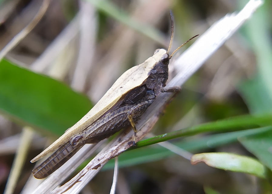 Tetrix subulata - közönséges tövishátúsáska