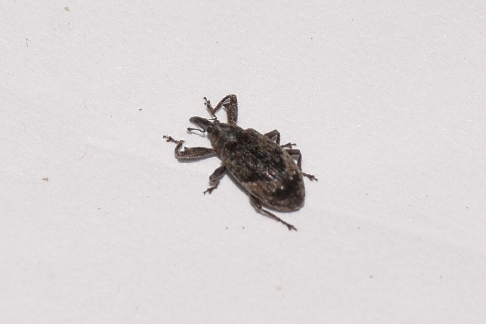 Anthonomus pomorum - alma-bimbólikasztó Anthonomus pomorum - alma-bimbólikasztó