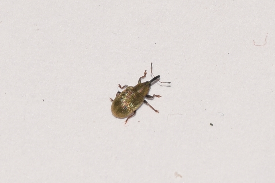 Acalyptus sericeus - selymes fűzormányos