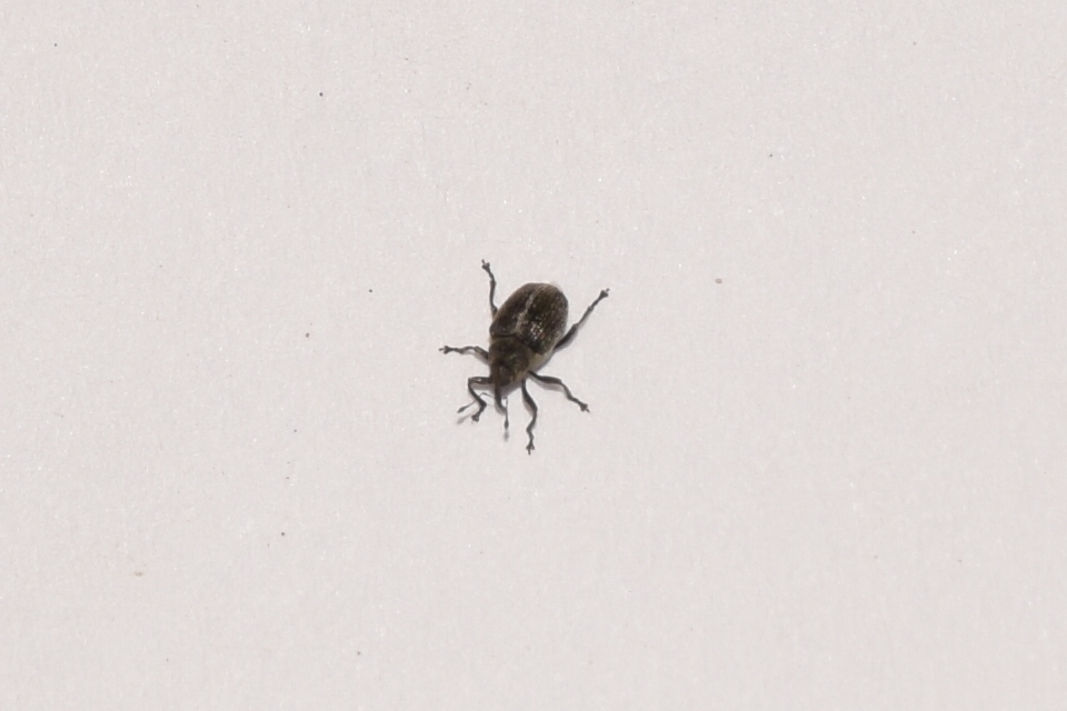 Ceutorhynchus typhae - pásztortáska-ceutormányos