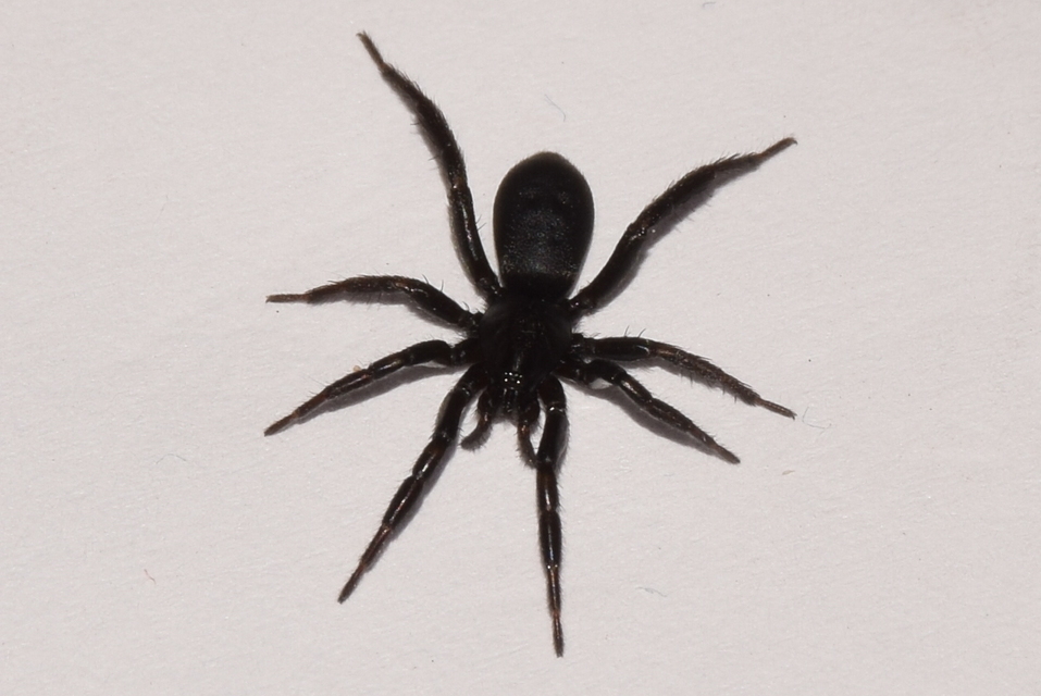 Gnaphosa lucifuga - fekete kövipók