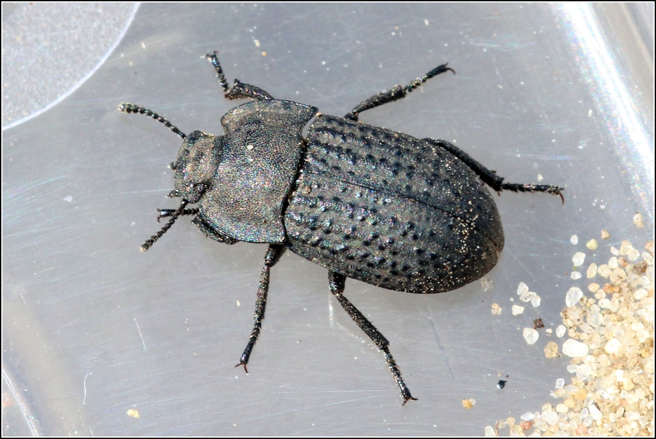 Opatrum sabulosum - sároshátú gyászbogár