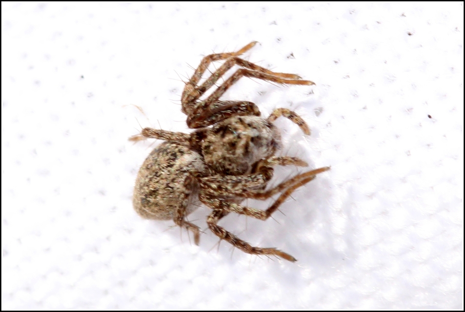 Oxyopes ramosus