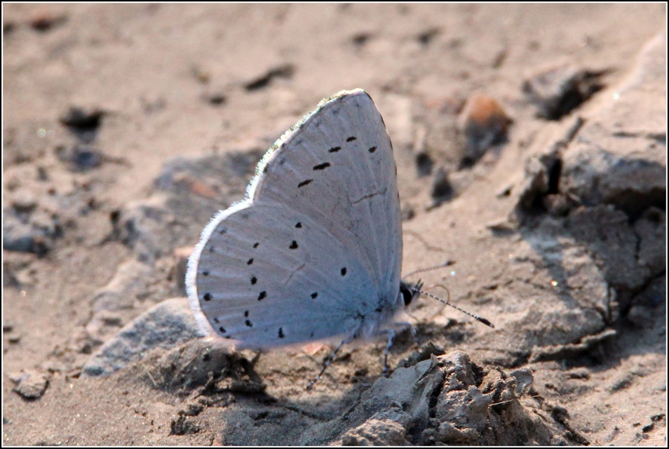 Celastrina argiolus - bengeboglárka