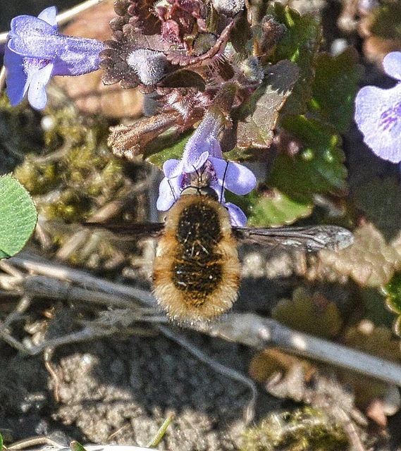 Bombylius major - szegélyes pöszörlégy