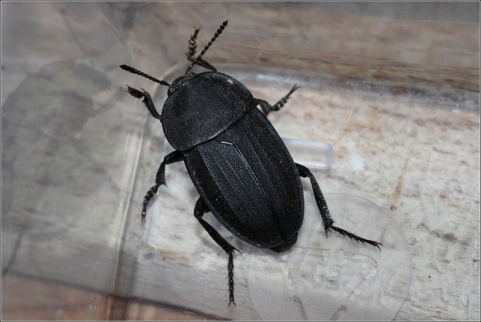 Silpha obscura - közönséges dögbogár