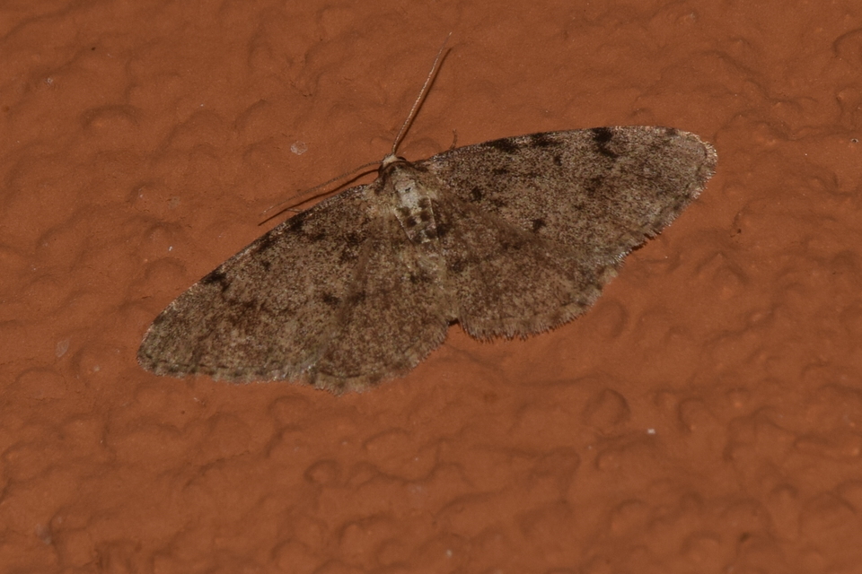 Aethalura punctulata - szürke égeraraszoló