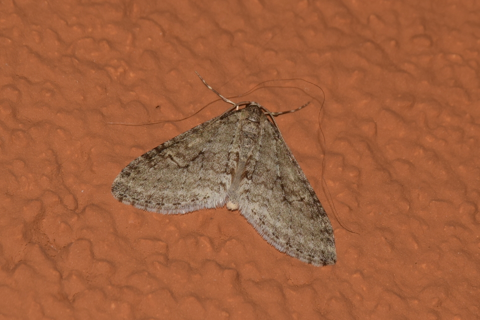 Trichopteryx carpinata - nyárfa-lebenyesaraszoló