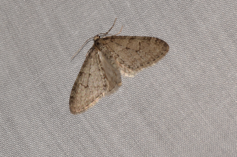 Trichopteryx carpinata - nyárfa-lebenyesaraszoló