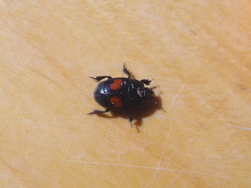 Margarinotus bipustulatus - vörösfoltos sutabogár