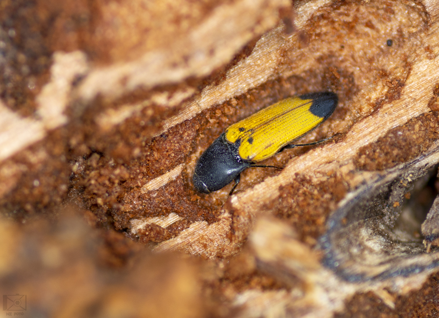 Ampedus elegantulus - csinos pattanó