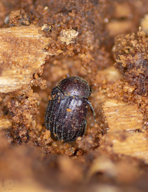 Aesalus scarabaeoides - szőrös szarvasbogár
