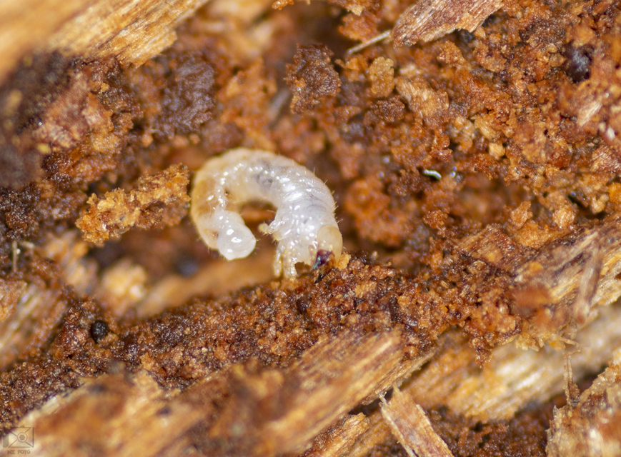 Aesalus scarabaeoides - szőrös szarvasbogár