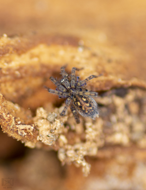 Tegenaria ferruginea - hegyi zugpók