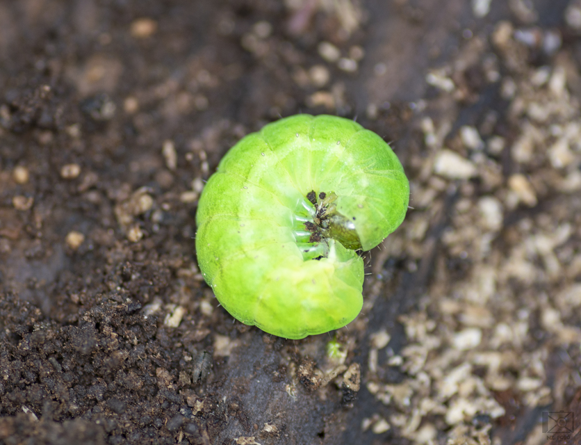 Phlogophora meticulosa - vándorló csipkésbagoly