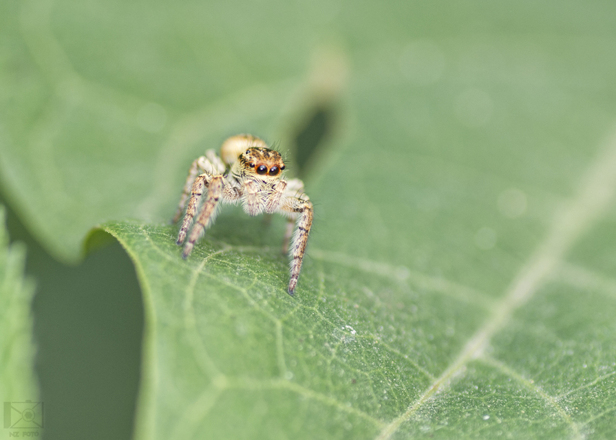 Carrhotus xanthogramma - rozsdás ugrópók