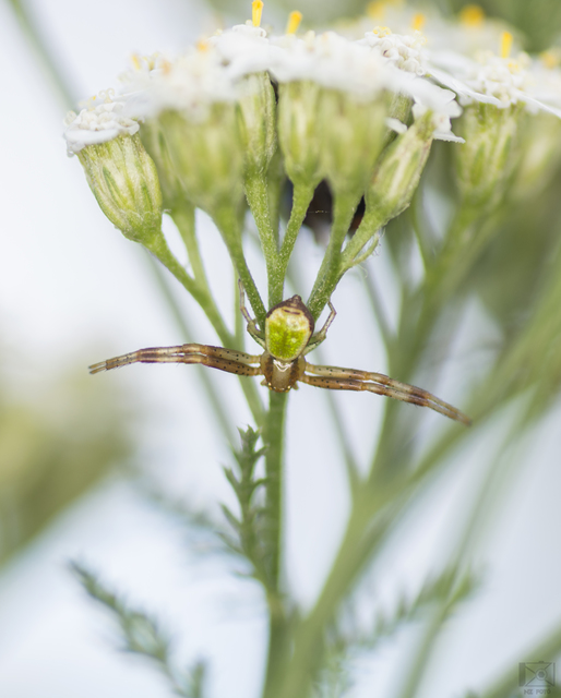 Ebrechtella tricuspidata - alakoskodó karolópók