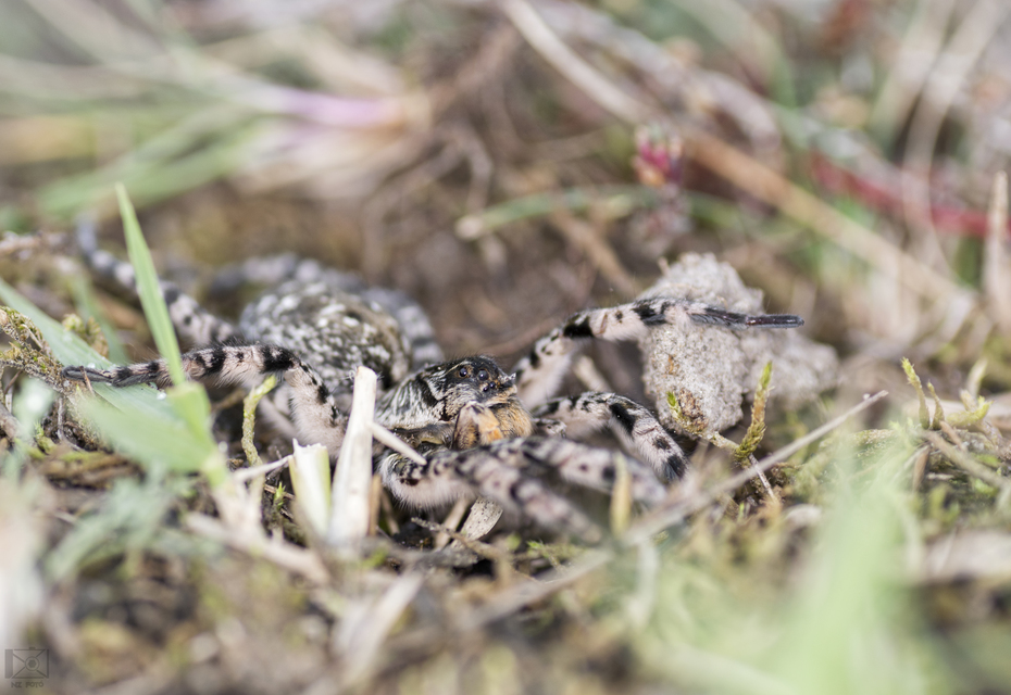 Lycosa singoriensis - szongáriai cselőpók