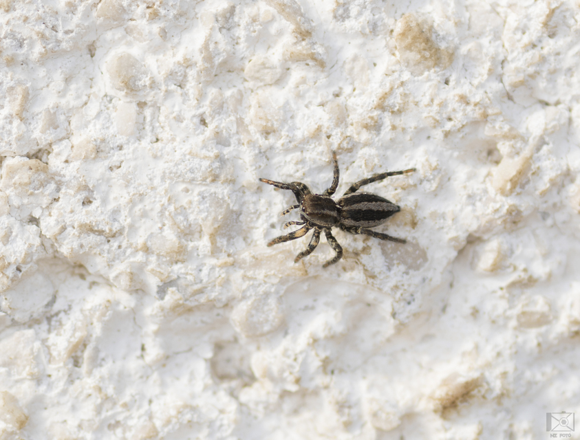 Phlegra fasciata - sávos ugrópók