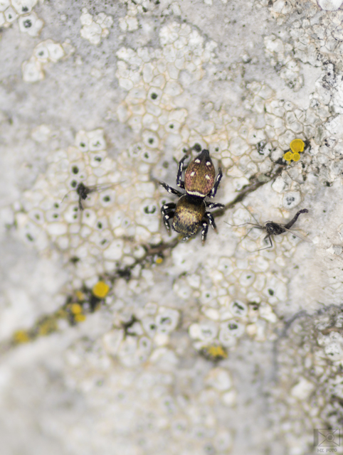 Heliophanus kochii - négypettyes ugrópók