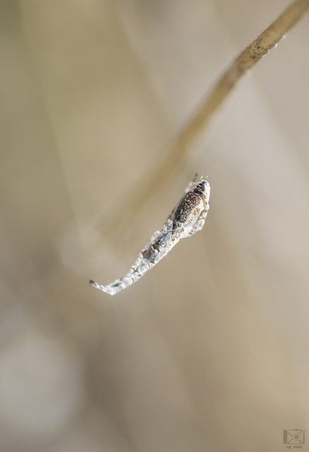 Uloborus walckenaerius - derespók