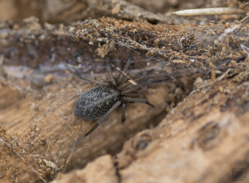 Eratigena agrestis - réti zugpók