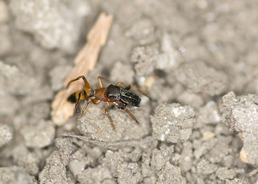 Myrmarachne formicaria - nagy hangyautánzópók
