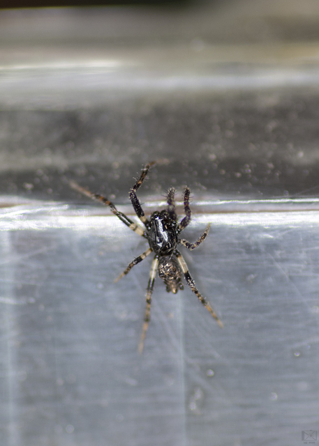 Cyclosa oculata - mediterrán csúcsos-keresztespók