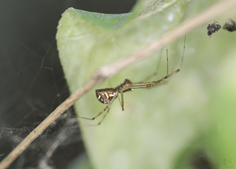 Linyphiidae - vitorláspókok