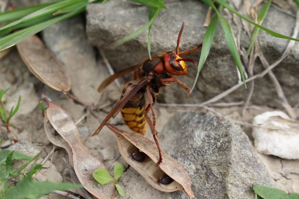 Vespa crabro - lódarázs