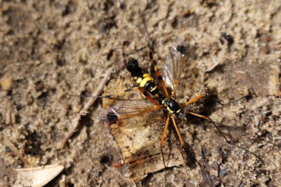 Ctenophora festiva