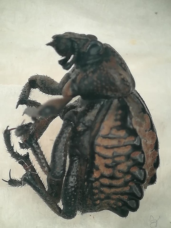 Brachycerus undatus