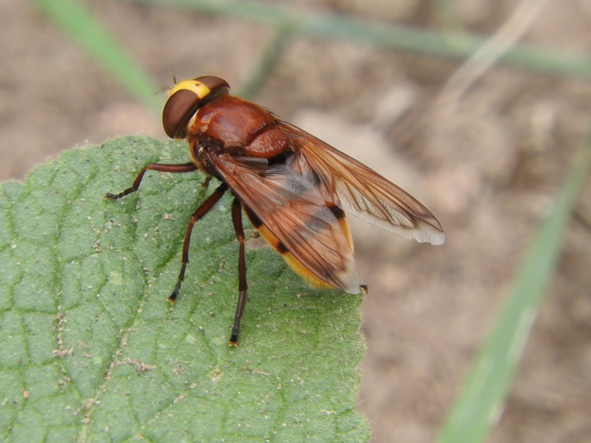 Volucella zonaria - kétöves pihelégy