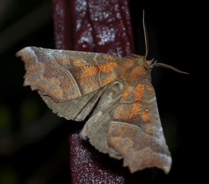 Scoliopteryx libatrix - vörös csipkésbagoly