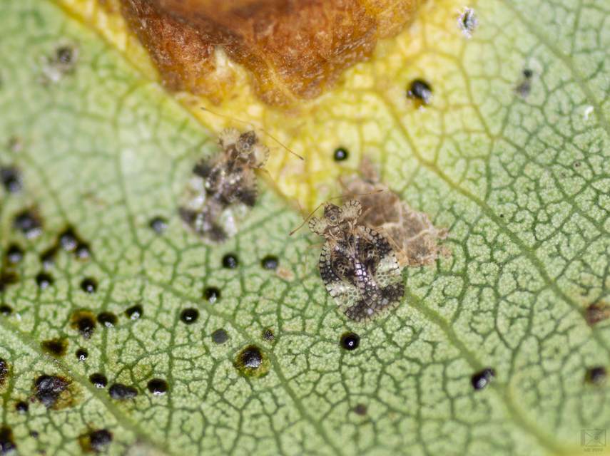 Stephanitis pyri - körte-csipkéspoloska