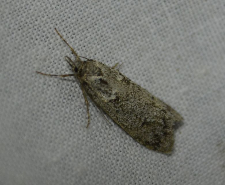 Diurnea fagella - szürke tavaszimoly