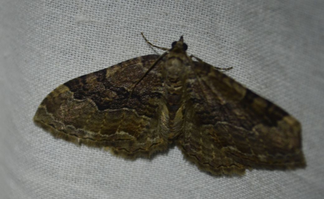 Hydria cervinalis - őzbarna araszoló