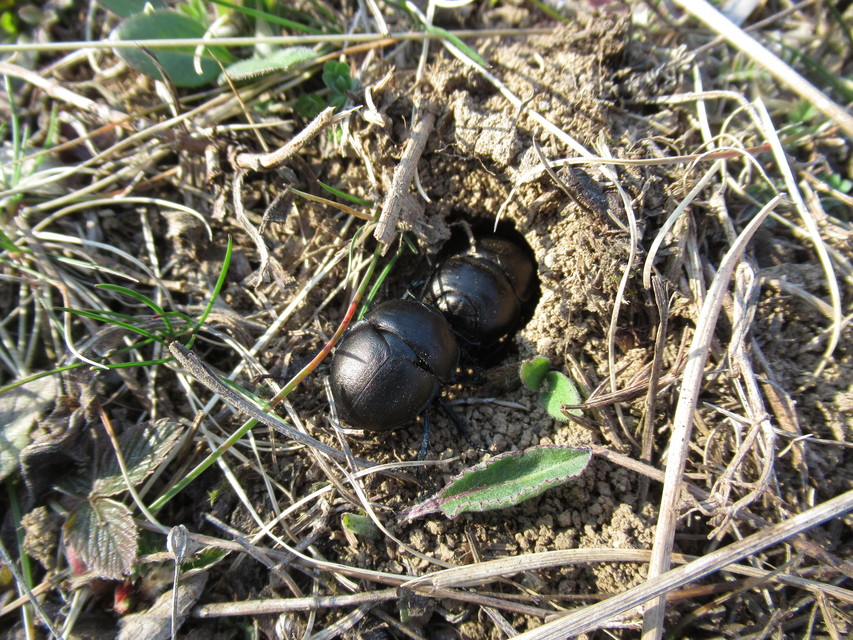 Lethrus apterus - nagyfejű csajkó