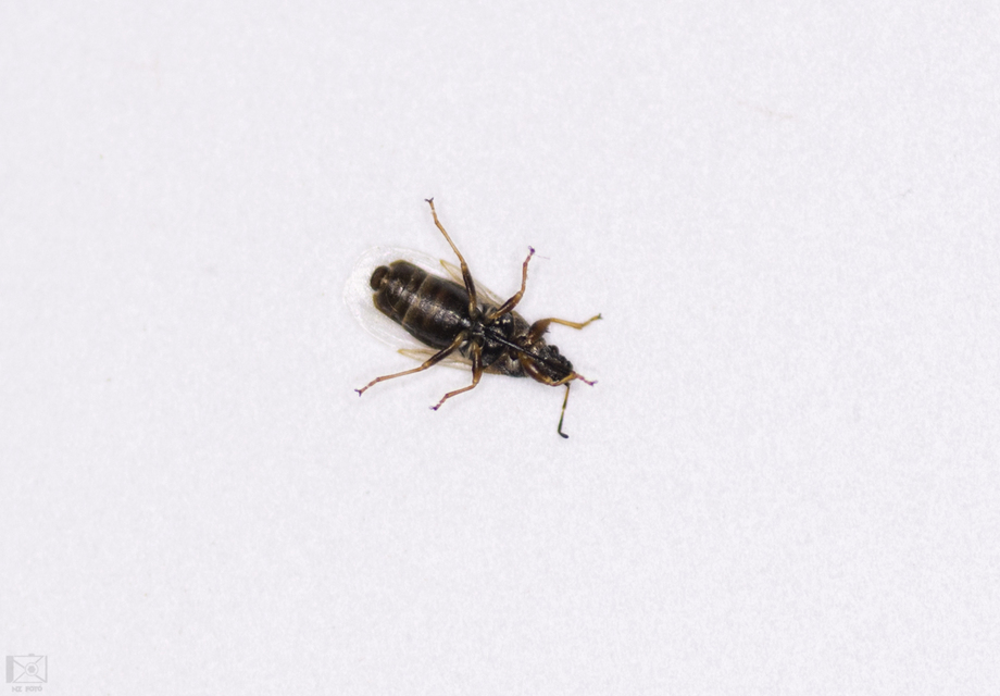 Oxycarenus pallens - fakó bodobács