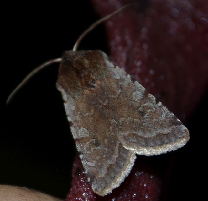 Cerastis rubricosa - vörhenyes tavaszibagoly