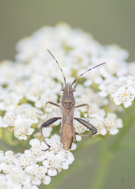 Camptopus lateralis - görbelábú karimáspoloska